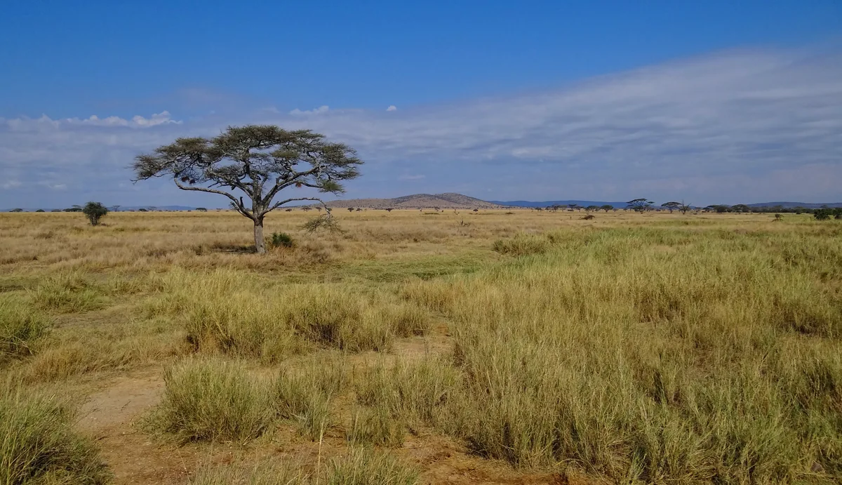 An acacia tree and open grassland in Serengeti National Park
