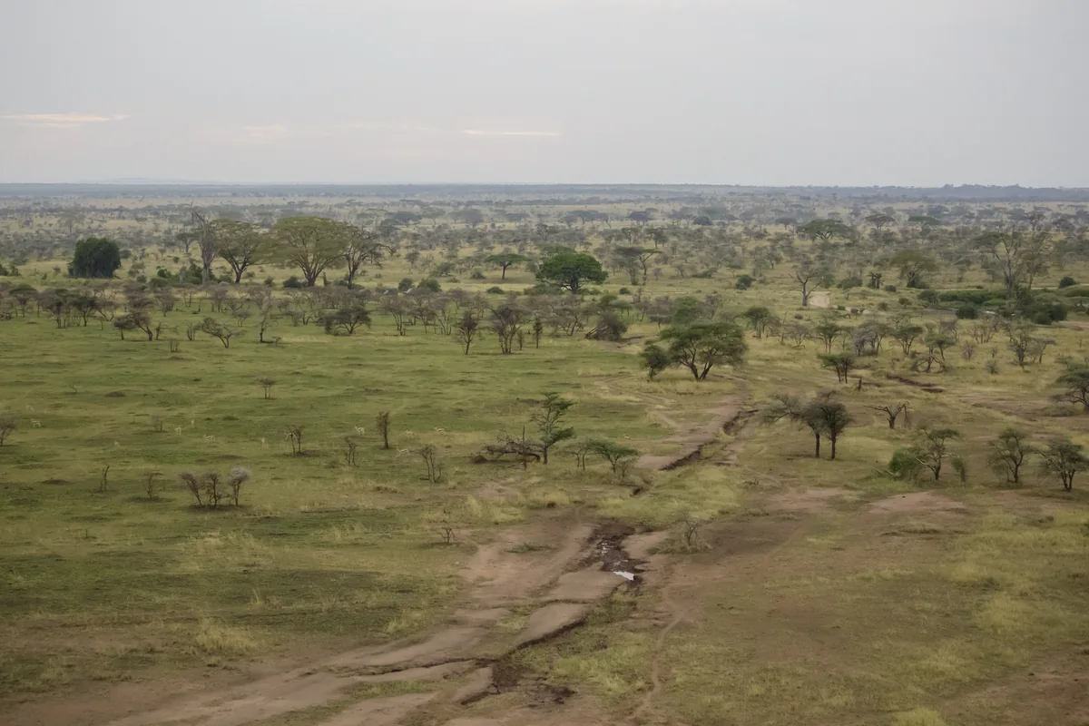 A broad view across Serengeti National Park
