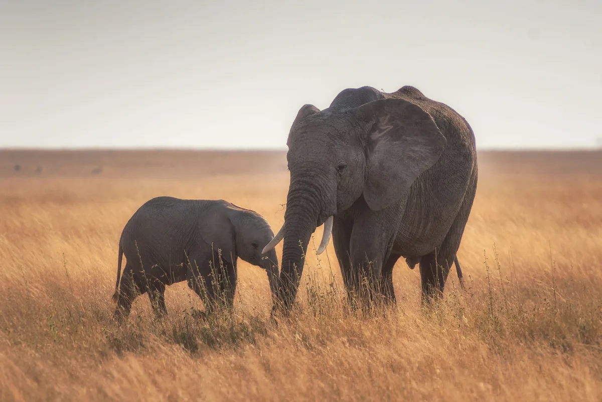 An elephant and calf in the golden grass of the Serengeti
