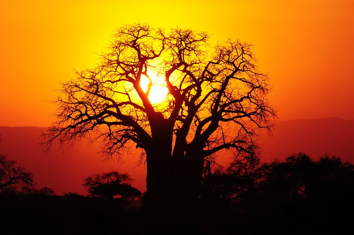 The silhouette of a baobab at sunset in Tarangire
