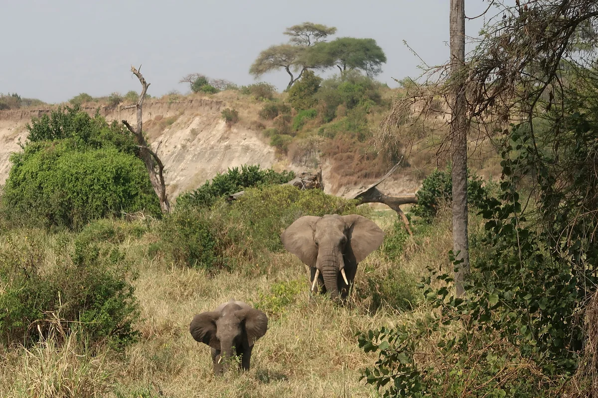 Elephants walking through Tarangire National Park