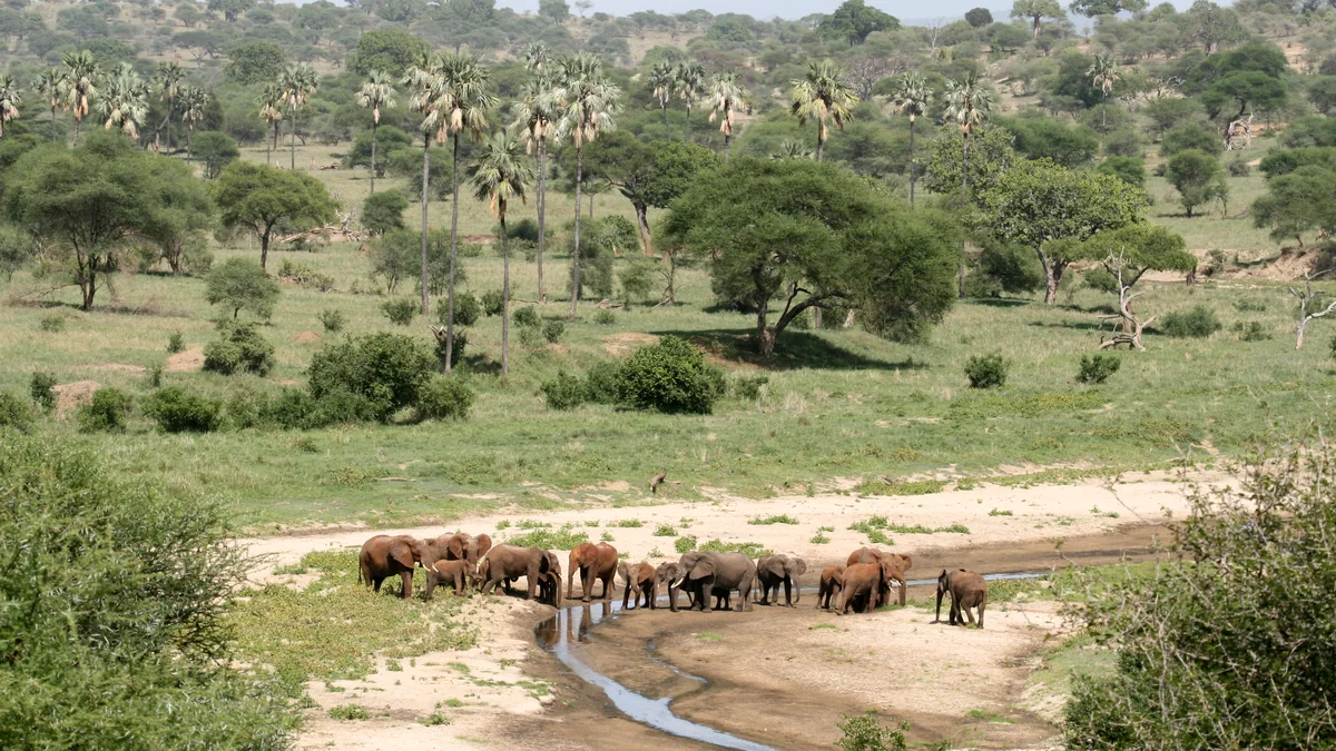 Elephants among the trees of Tarangire National Park