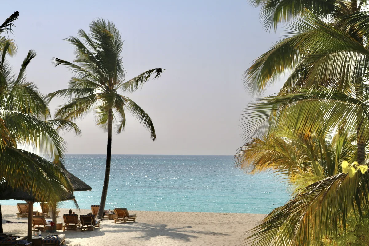 Palm trees above the coast of Zanzibar